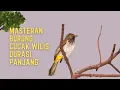 Download Lagu Masteran Cucak Wilis Gacor | Suara  Burung Rengganis