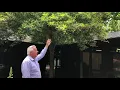 In the Garden with Dave Savannah Holly