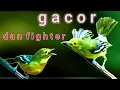 Download Lagu Sadis‼️ Sirtu Ombyok Jadi Gacor, Fighter Dan Stabil Gara gara Mendengar Sirtu Ini