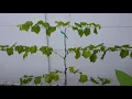 Training grape vines on a wire