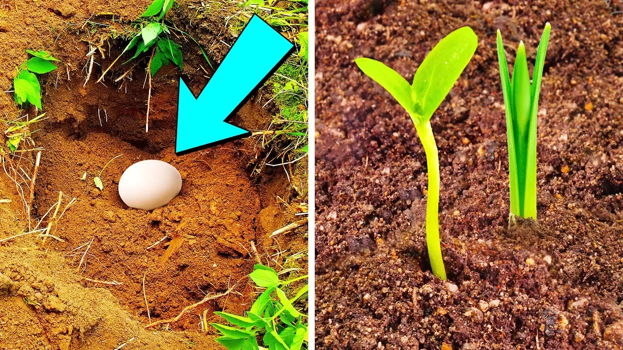 Put An Egg In Your Garden And See What Will Grow