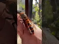 Download Lagu The giant hornet on my hand