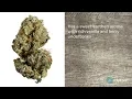 Blueberry Muffin Strain Review