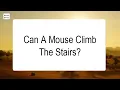 Can A Mouse Climb The Stairs