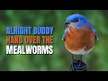 Download Lagu Tips om een ​​oosterse blauwborst aan te trekken @BirdsWalkingDown
