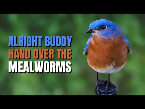 Download MP3 Tips on How to Attract an Eastern Bluebird  @BirdsWalkingDown