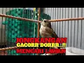 Download Lagu JONGKANGAN GACOR DORRR MENCARI LAWAN tidak ada semenit pasti tarung dengan jongkangan anda