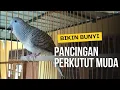 Download Lagu perkutut lokal muda belajar bunyi, ampuh untuk pancingan dan naikkan mental perkutut