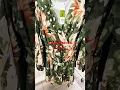 Download Lagu Long Sleeve Dress #auchan_france #auchan #robes #femme #shopping #vêtements #trending #ytshorts #yt