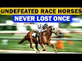 15 Racehorses Who NEVER Lost a Single Race Undefeated Legends