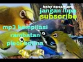 Download Lagu SUARA PIKAT RIBUT BURUNG .PLECI KOMBINASI .@hobynusantara5159  gassken !!!!