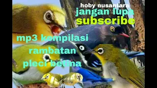 SUARA PIKAT RIBUT BURUNG .PLECI KOMBINASI .@hobynusantara5159  gassken !!!!