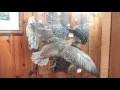 Flying Merganser Stunning Peacock Captivating Eider in Flight Tony s Artistic Taxidermy Hawthor