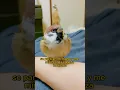 Download Lagu Cerro gorrión#animals #funny #lovestory #pets #cute