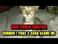 Download Lagu KUCING PILEK DAN BERSIN GAK SEMBUH-SEMBUH ? SOLUSI NYA PAKE 3 CARA INI AJA