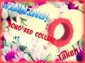 Animal Jam Omg I Got A Long Red Collar