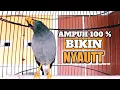 Download Lagu jalak kebo mata putih gacor full isian ngoceh sekali putar semua jalak langsung respon nyaut !!