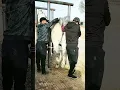 Taking something bad from this horse to help him ep16