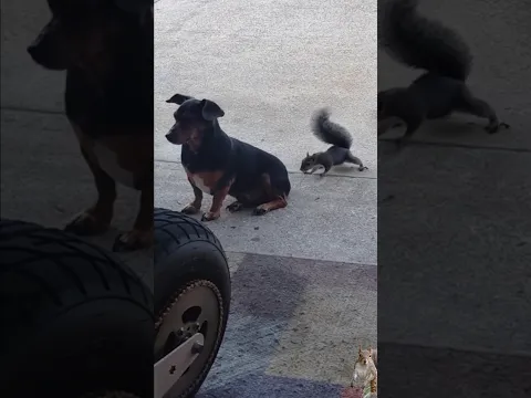 squirrel is harassing dog