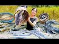 Download Lagu Harvest Giant School of Carp and Catfish from the Pond - Sell Fresh Catch at the Market