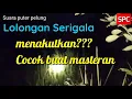 Download Lagu Suara puter pelung serigala tanda alam saat ini#masteran puter pelung