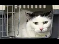 Download Lagu Dear Cats: Be Like Henry. Sincerely, Every Cat Groomer Ever 🙏🐱