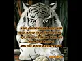 Download Lagu Story Wa | 30 detik | Filosofi jawa