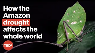 What happens if the Amazon dries up? | Tom Matthews | TEDxAmazônia