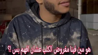 الكلاب البلدي 