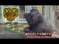Download Lagu 妊娠中のゲンキは、飼育員さんの愛情たっぷりの誕生日ケーキを満喫しました♪⭐️ゴリラGorilla【京都市動物園】Pregnant Genki enjoyed her birthday cake♪