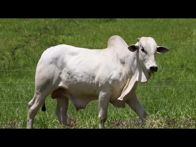 Touro Nelore ACSM - 220