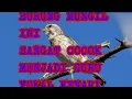 Download Lagu MASTERAN BUAT KENARI. COCOK BANGET JIKA MENJADI GURU VOKAL KENARI ANDA 😁. SANGER GACOR.
