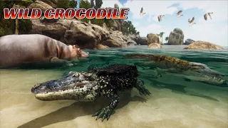 crocodile vs snake lion elephant hippo rhino elephant vulture cheetah gazelle