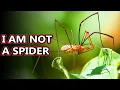 Download Lagu Opiliones facts: they're also known as daddy long legs | Animal Fact Files