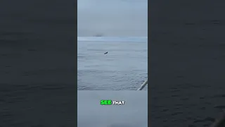 Kids’ experience finch at sea in the WindWard Passage: Bird Watching Gone Wild! (Must See!)