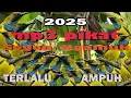 Download Lagu suara pikat burung sogon paling ampuh mp3| .udah pasti dapat anti zonk นกกินปลีหลังมะกอก