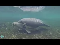 What do manatees do when they are attacked and how do they defend themselves