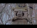 Female Barred Owl Shows Off Her Eggs During Daytime Incubation Break Mar 18 2026