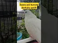 Download Lagu suara asli burung derkuku putih #videoshort #birds #burungderkuku