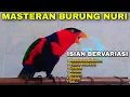 Download Lagu MASTERAN BURUNG NURI KEPALA HITAM GACOR BISA NGOMONG ISIAN SUARA BERVARIASI