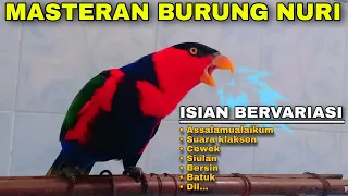 masteran burung nuri kepala hitam gacor bisa ngomong isian suara bervariasi