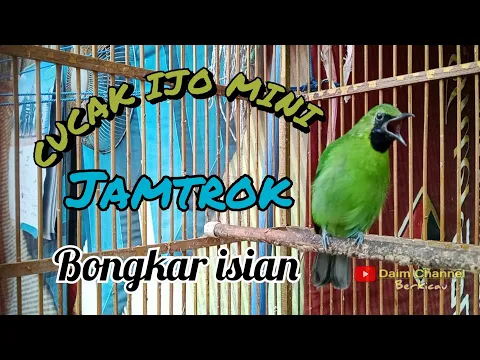 Cucak ijo mini gacor bongkar isian bikin yang lain ngamuk