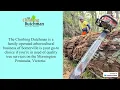 Tree Service Mornington Peninsula - Free Estimates