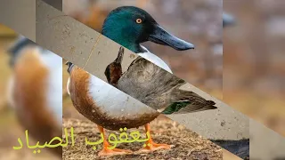 صوت حذاف وبريش دمج مملكه الصيادين في العراق لايك فدوه 