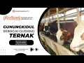 Download Lagu GUNUNGKIDUL SEBAGAI GUDANG TERNAK  |  Podcast Bersama Kelompok Ternak Ngudi Rejeki Katongan Nglipar