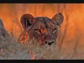 Agolo - Angelique Kidjo
