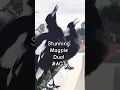 Burung Magpie Australia Bernyanyi Sepuasnya!! #Magpie #panggilan #suara #lagu