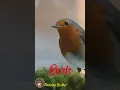 Download Lagu Suara Burung | Instrumental | Birds | Animal | Music Burung | Instrumental Birds