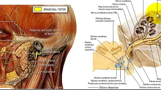 VÍDEO AULA DE NERVO FACIAL