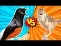 Download Lagu Masteran Murai Batu Ohara VS Ciblek Gunung‼️‼️